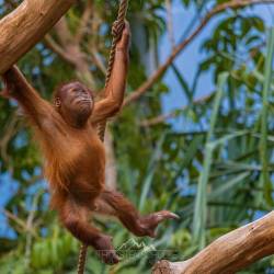 #530 · Orang Utan