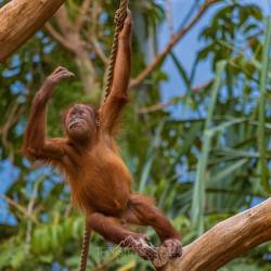 #529 · Orang Utan