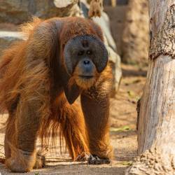 #531 · Orang Utan