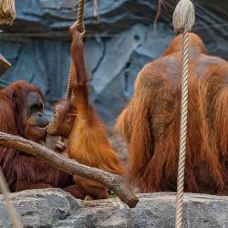 #527 · Orang Utan