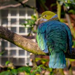 #985 · Perlenfruchttaube