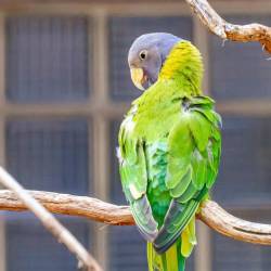 #974 · Pflaumenkopfsittich