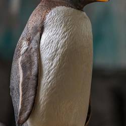#515 · Pinguin