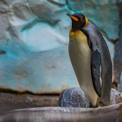 #512 · Pinguin