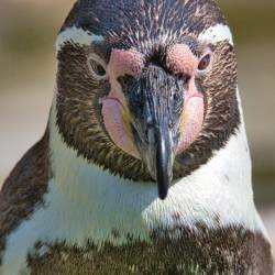 #670 · Pinguin