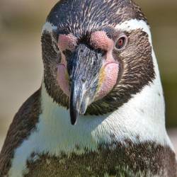 #671 · Pinguin
