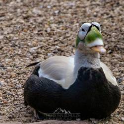 #956 · Plüschkopfente