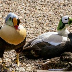 #959 · Prachteiderente - Plüschkopfente