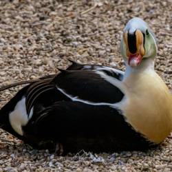 #955 · Prachteiderente