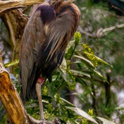 #994 · Purpurreiher