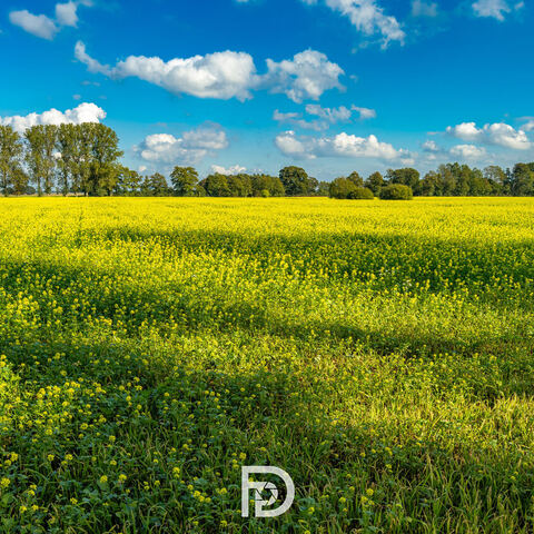 #2395 · Rapsfeld in Schobrink