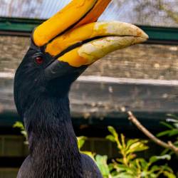 #988 · Rhinozeroshornvogel