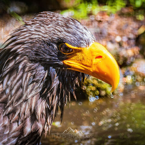 #1789 · Riesenseeadler