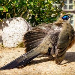 #983 · Riesenseidenkuckuck