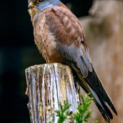 #1001 · Rötelfalke