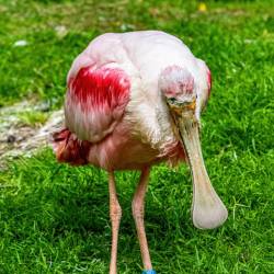 #938 · Rosalöffler