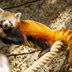 #1550 · Roter Panda