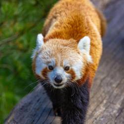 #1548 · Roter Panda