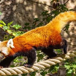 #1544 · Roter Panda