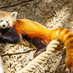 #1551 · Roter Panda