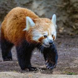 #1545 · Roter Panda