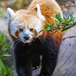 #1547 · Roter Panda