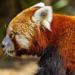 #1546 · Roter Panda