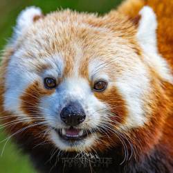 #1549 · Roter Panda