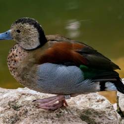 #939 · Rotschulterente