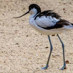 #960 · Säbelschnäbler