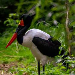 #545 · Sattelstorch