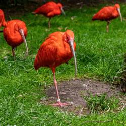 #937 · Scharlachsichler