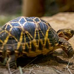 #552 · Schildkröte