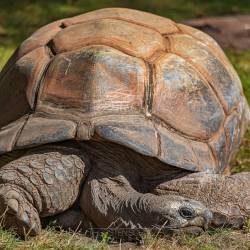 #502 · Schildkröte