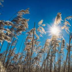 #185 · Schilf im Winter