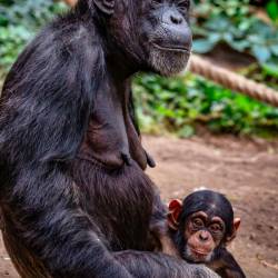 #650 · Schimpanse
