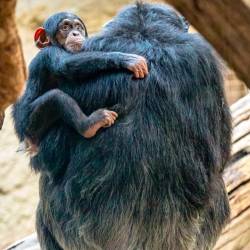 #651 · Schimpanse