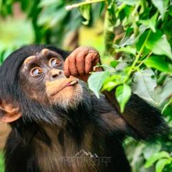 #652 · Schimpanse