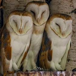 #1024 · Schleiereulen