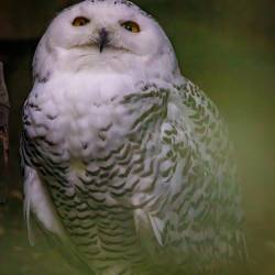 #697 · Schneeeule