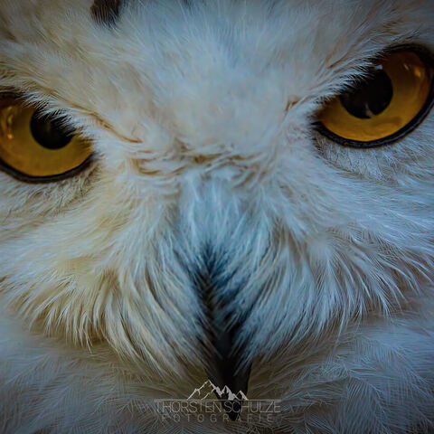 #1787 · Schneeeule
