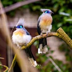 #930 · Schopfseidenkuckuck