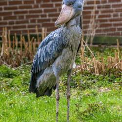 #936 · Schuhschnabel