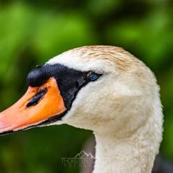 #1527 · Schwan