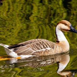 #1028 · Schwanengans