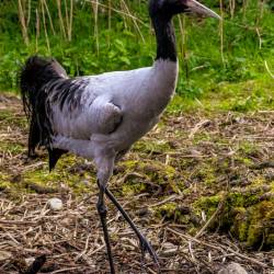 #926 · Schwarzhalskranich