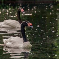 #542 · Schwarzhalsschwan