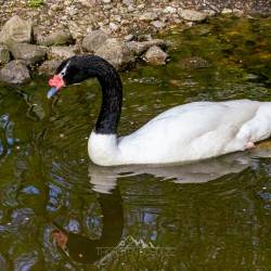 #951 · Schwarzhalsschwan