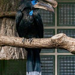 #979 · Schwarzhelm-Hornvogel