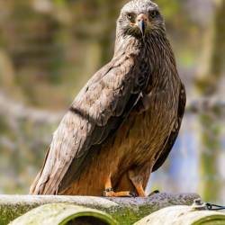 #1032 · Schwarzmilan